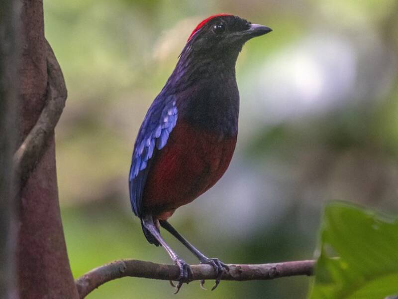 Garnet Pitta, 照片 4