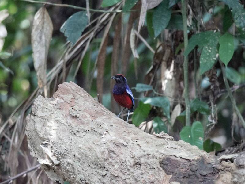 Pitta granata