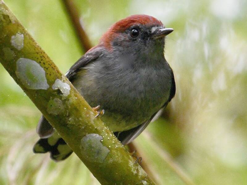 Garnet Robin, Photos 4
