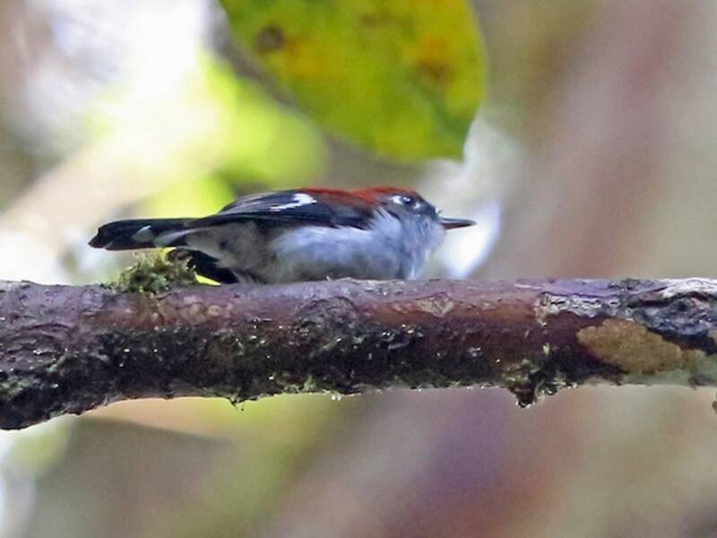 Garnet Robin, Photos 2