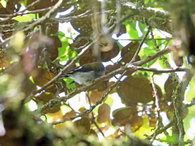 Garnet Robin, Photos 3