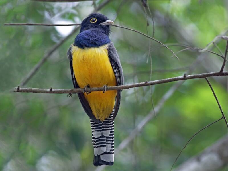 Binden-Trogon, Fotos 3