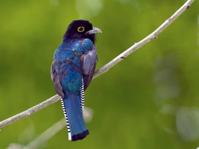 Gartered Trogon