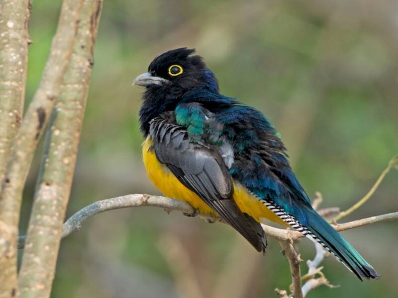 Binden-Trogon, Fotos 4