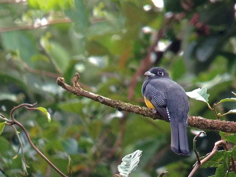 Binden-Trogon, Fotos 2