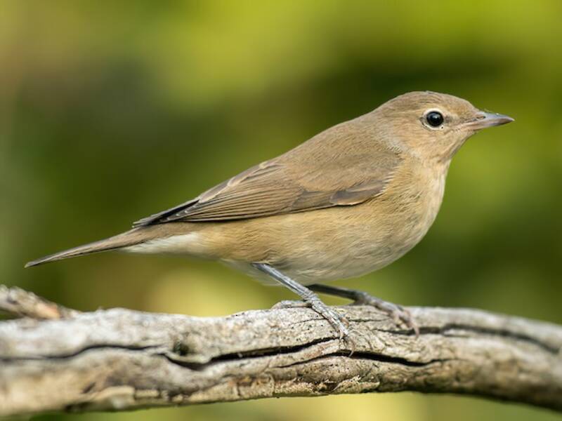 Garden Warbler (Sylvia borin)