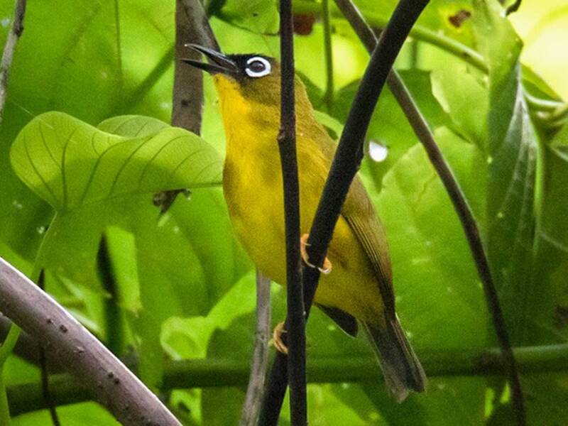 Ranongga-Brillenvogel, Fotos 3