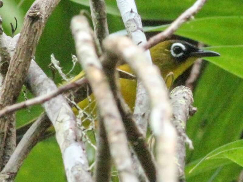 Ranongga-Brillenvogel, Fotos 2