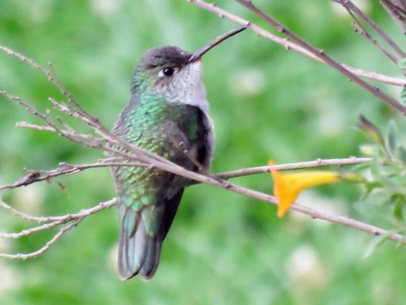 Grünweißer Kolibri, Fotos 2