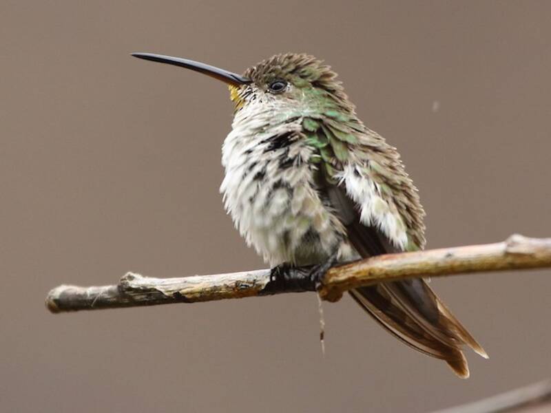 Grünweißer Kolibri, Fotos 3