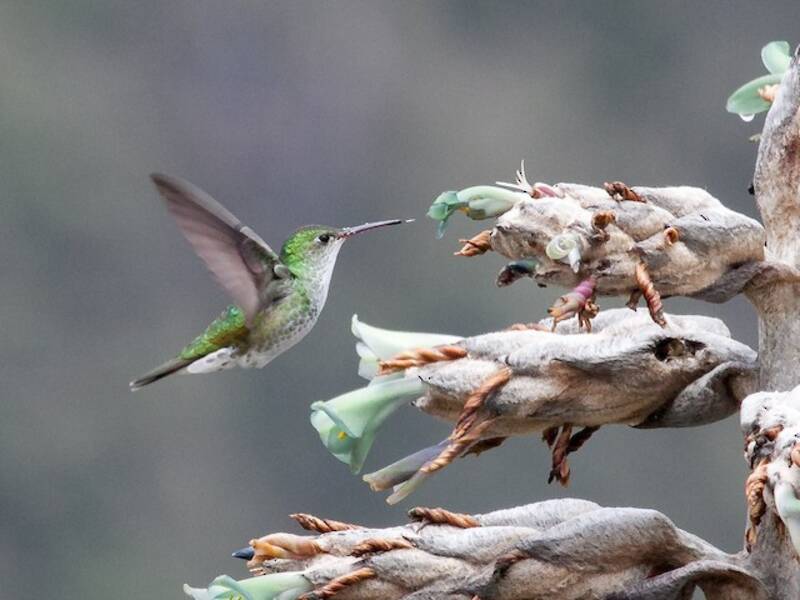 Grünweißer Kolibri, Fotos 4