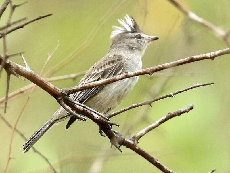 Tiranuelo Gris y Blanco, Fotos 4
