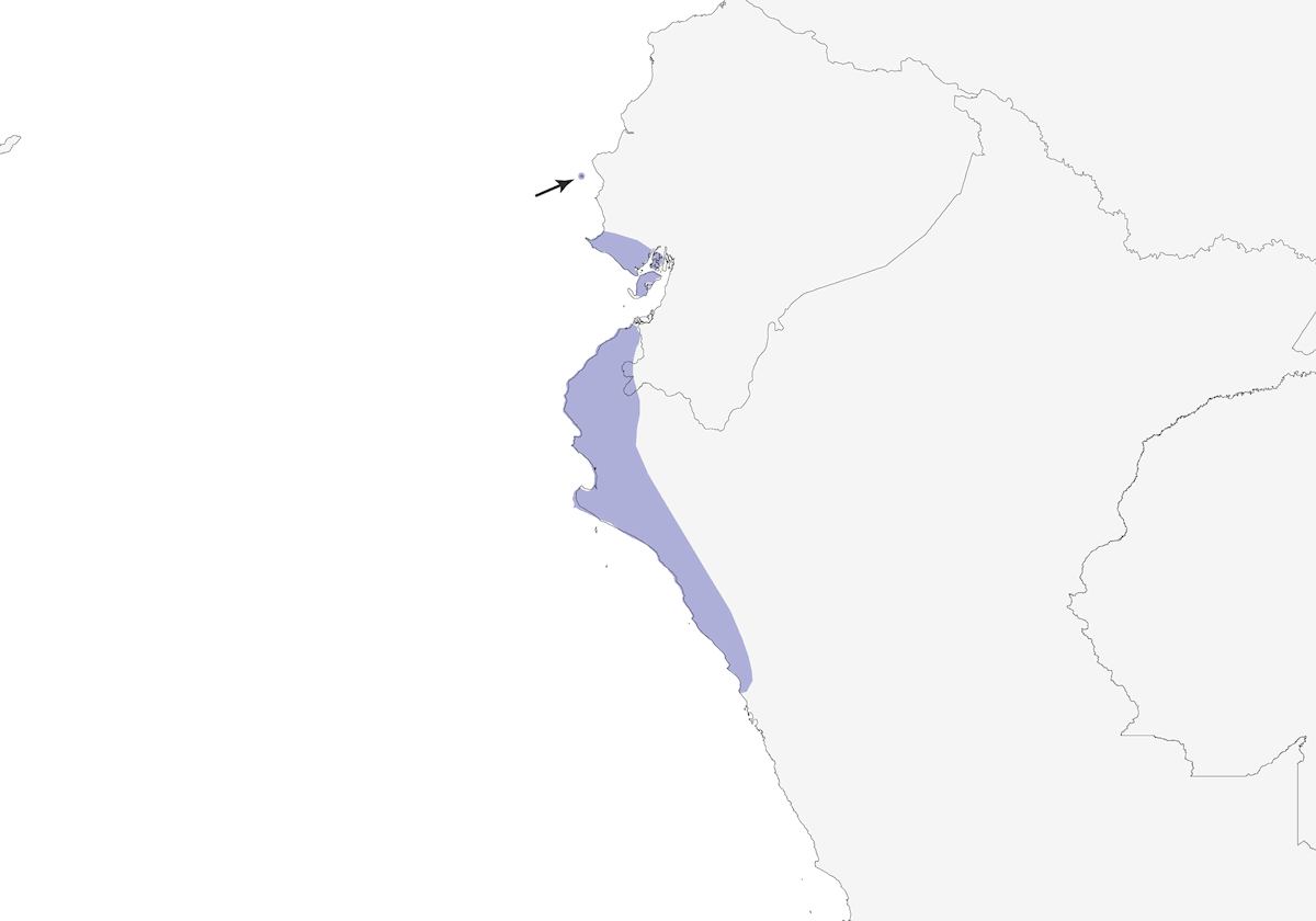 Tiranuelo Gris y Blanco, Distribución 1