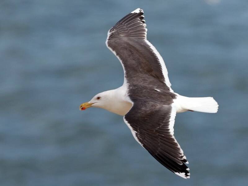Gaviota Dorsinegra Grande, Fotos 4
