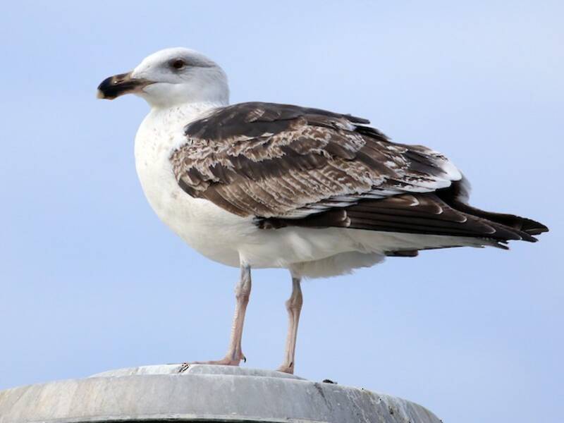 Gaviota Dorsinegra Grande, Fotos 3