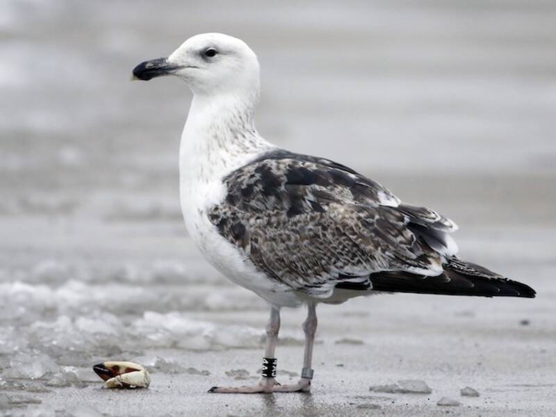 Gaviota Dorsinegra Grande