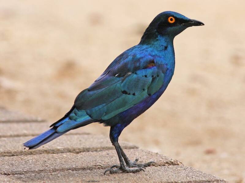 Storno dalle orecchie blu maggiore, Foto 3