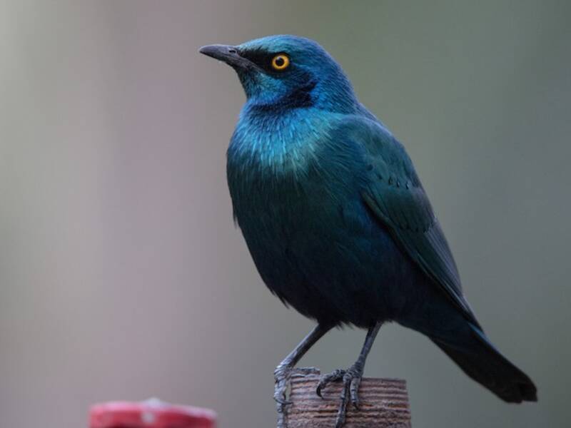 Choucador à oreillons bleus