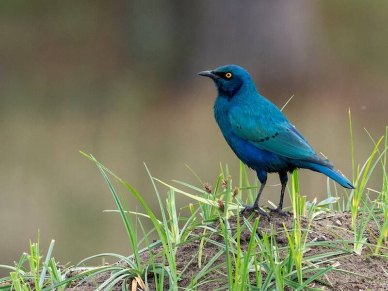 Storno dalle orecchie blu maggiore, Foto 4