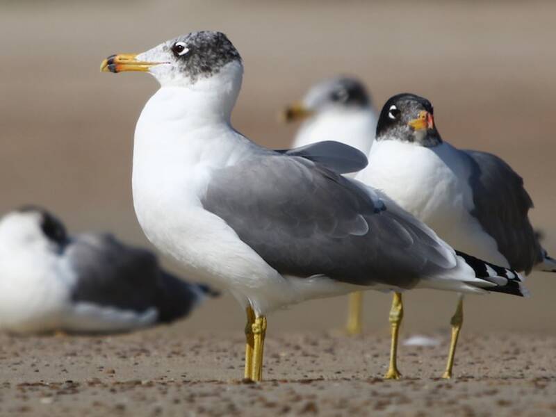 Gaviota de Pallas, Fotos 2