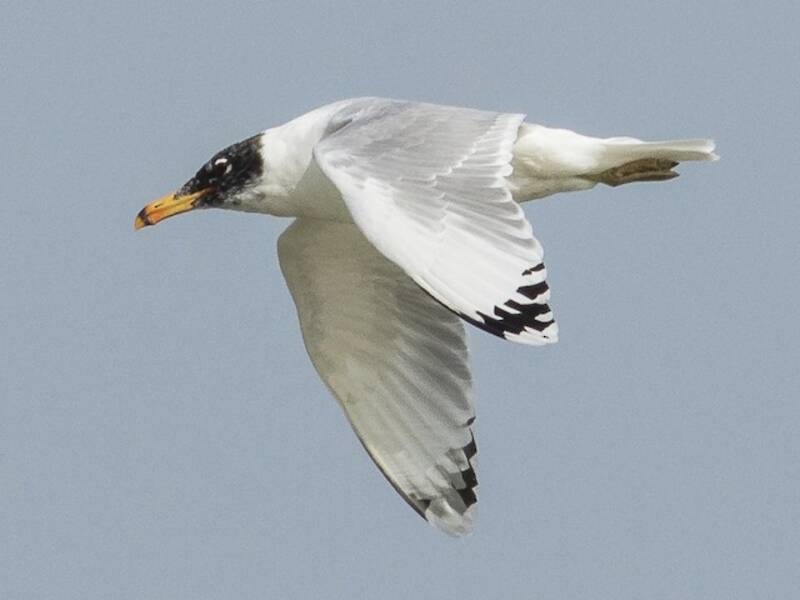 Gaviota de Pallas, Fotos 4