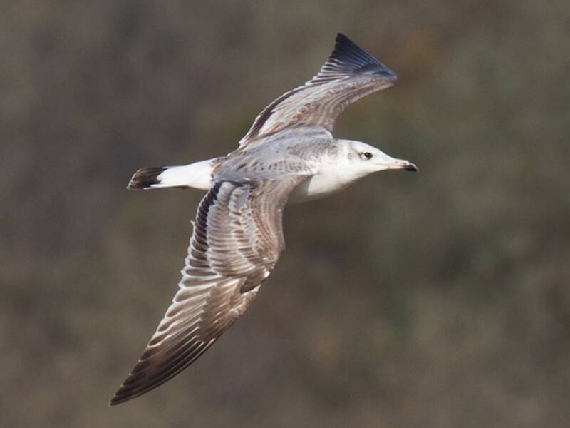 Gaviota de Pallas, Fotos 3