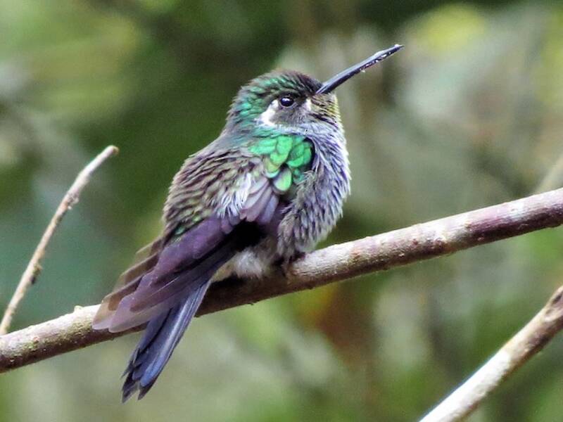 Colibri de Sybille
