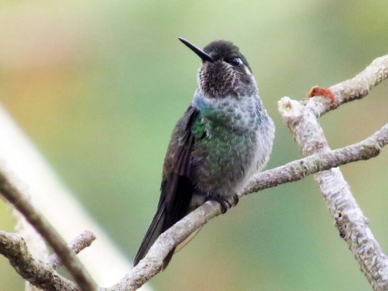 Colibri de Sybille, Photos 2