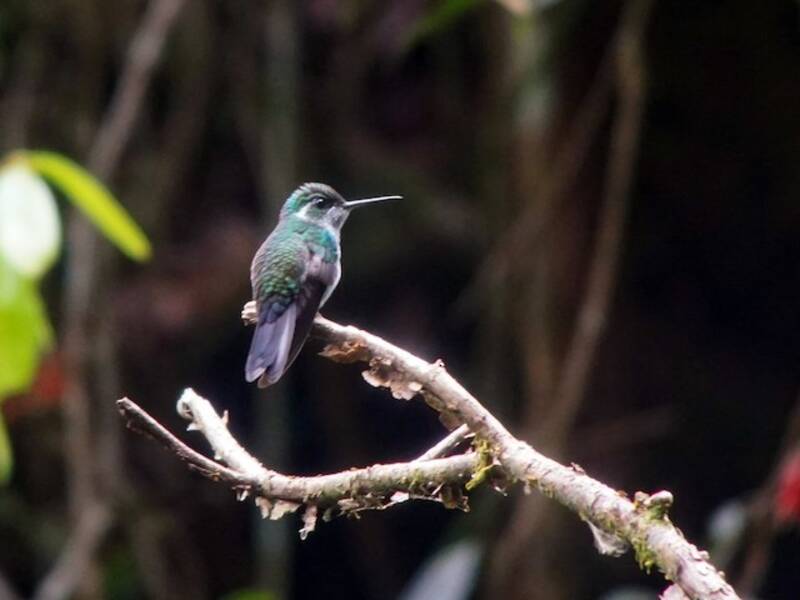 Colibri de Sybille, Photos 4