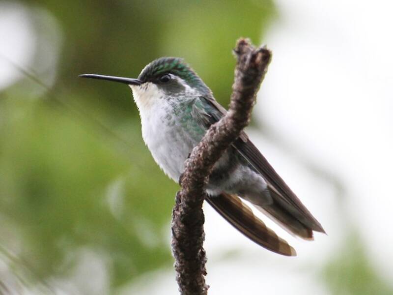 Colibri de Sybille, Photos 3