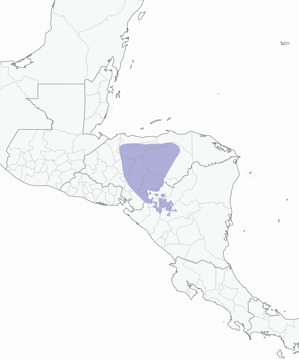 Colibri de Sybille, Distribution 1
