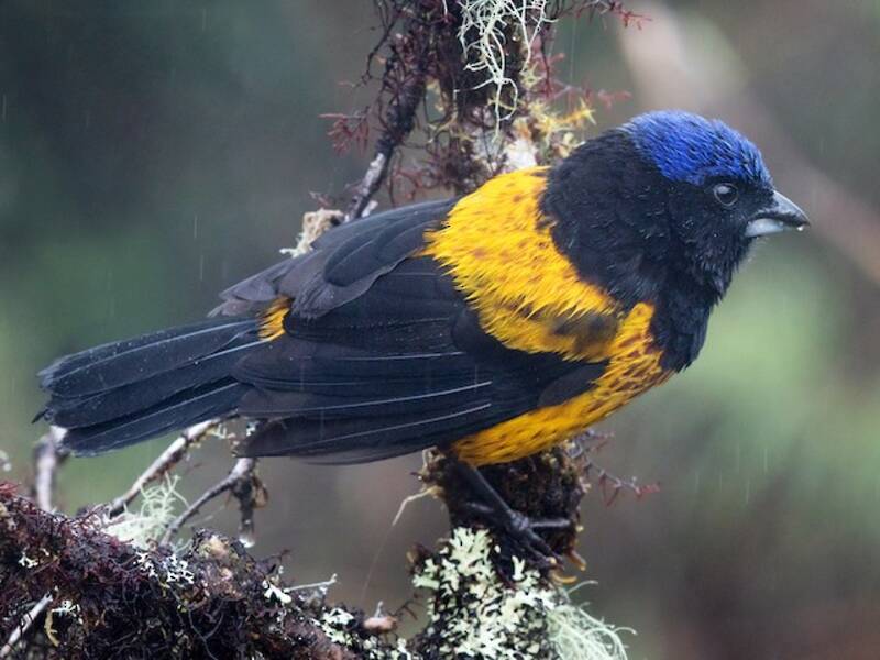 Golden-backed Mountain Tanager, Photos 3