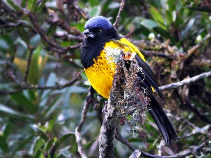 Golden-backed Mountain Tanager, Photos 2