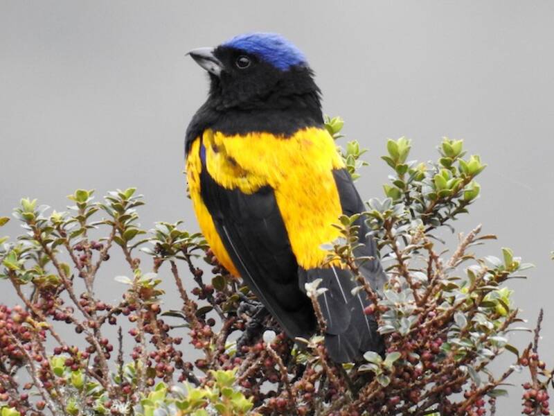 Golden-backed Mountain Tanager, Photos 4