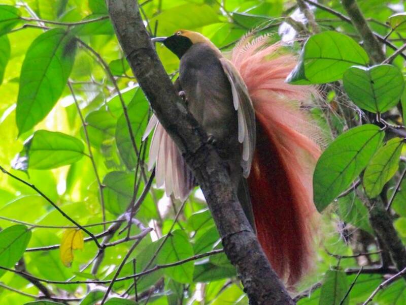 Goldieparadiesvogel, Fotos 4
