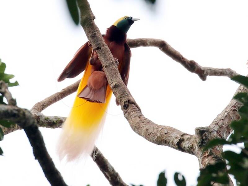 Greater Bird-of-Paradise, Photos 4