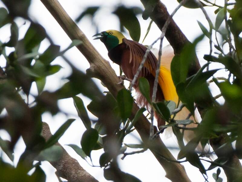 Greater Bird-of-Paradise, Photos 3