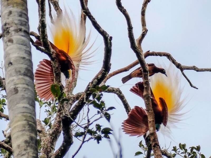 Greater Bird-of-Paradise, Photos 2
