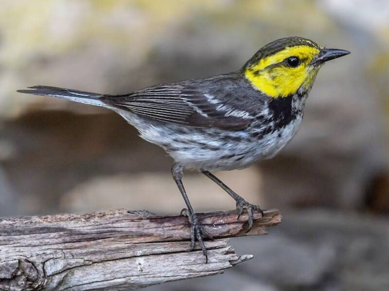 Golden-cheeked Warbler (Setophaga chrysoparia)