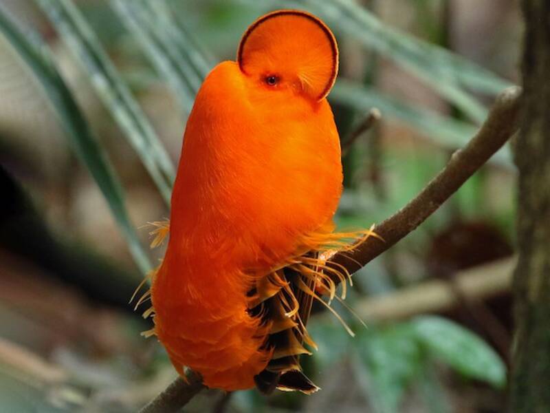 Guianan Cock-of-the-rock (Rupicola rupicola)