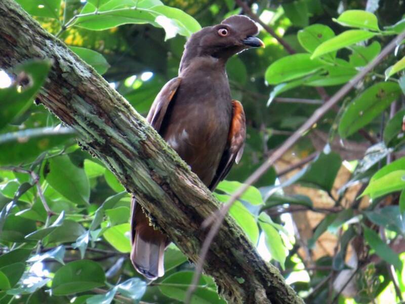 Guianan Cock-of-the-rock, Photos 4