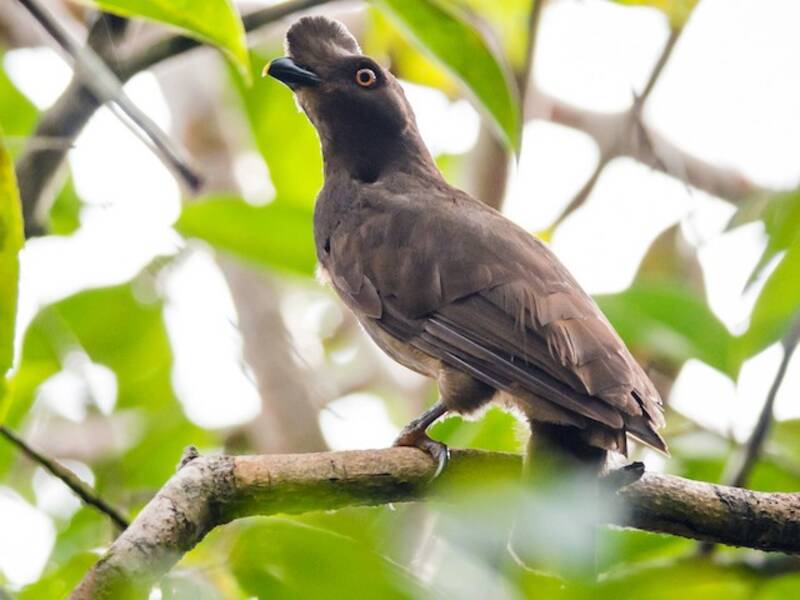 Guianan Cock-of-the-rock, Photos 2