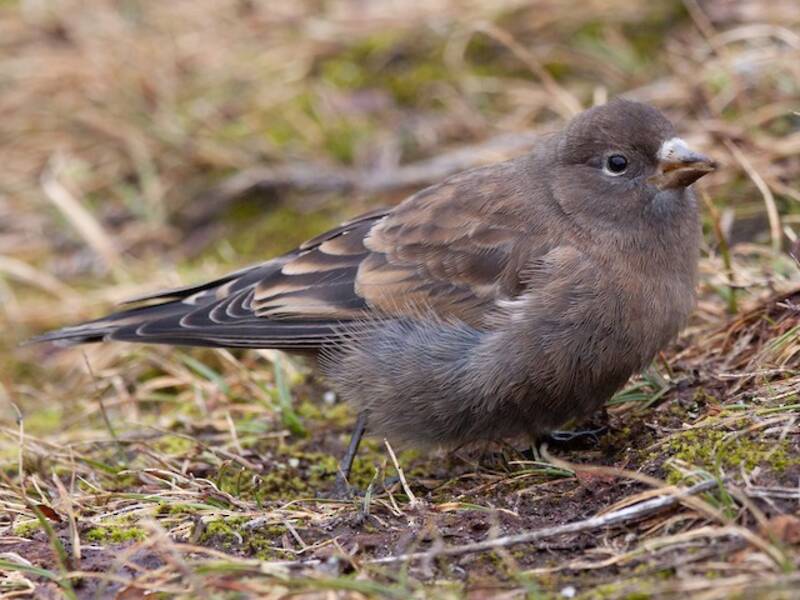 Gray-crowned Rosy-Finch (Leucosticte tephrocotis)