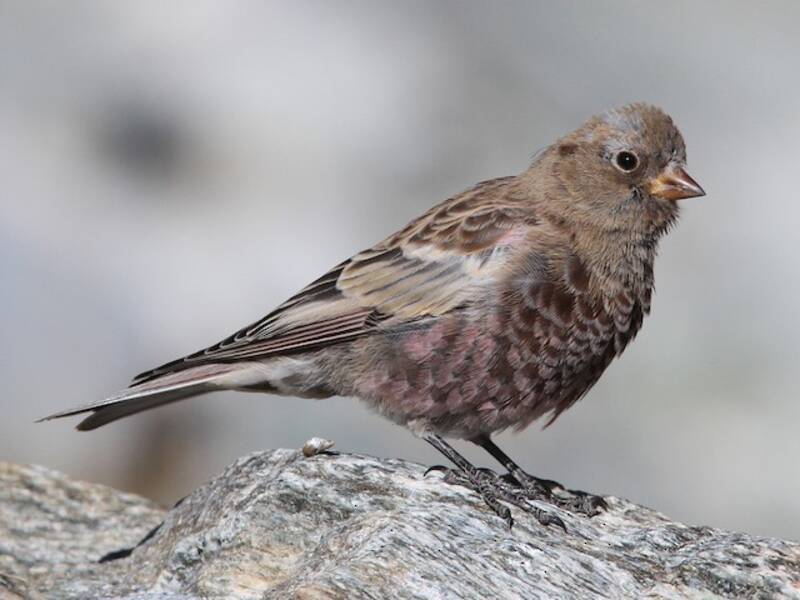Gray-crowned Rosy-Finch, Photos 2