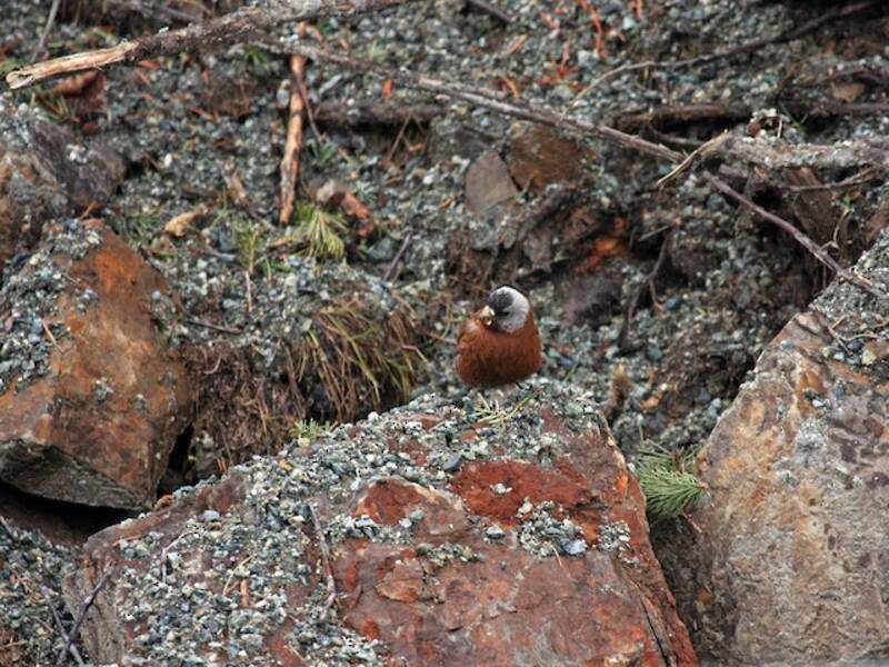 Gray-crowned Rosy-Finch, Photos 3