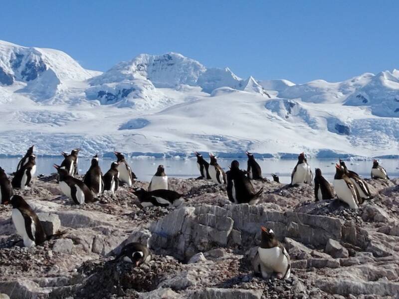 Eselspinguin