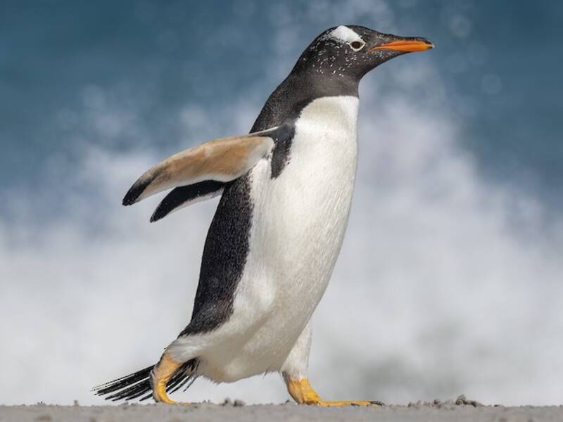 Pinguino Papua, Foto 2
