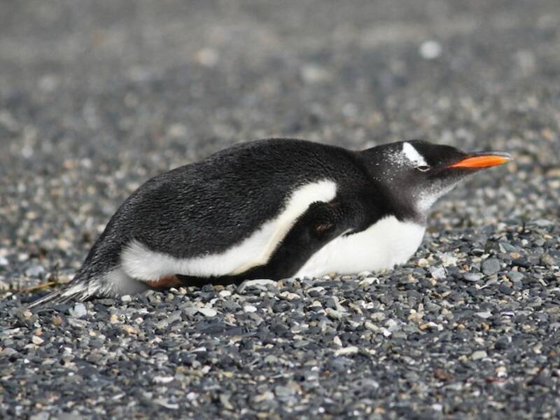 Pinguino Papua, Foto 3