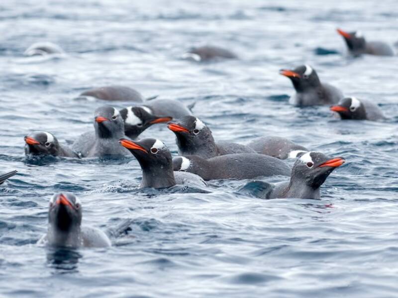 Pinguino Papua, Foto 4