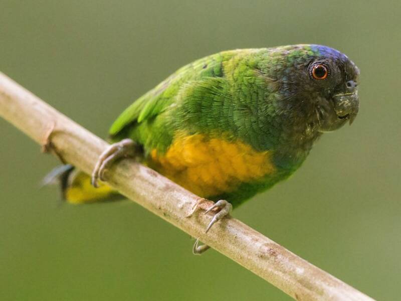 Perico Pigmeo de Geelvink, Fotos 3